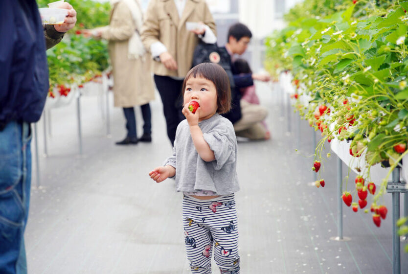 いちご狩りを楽しむ様子