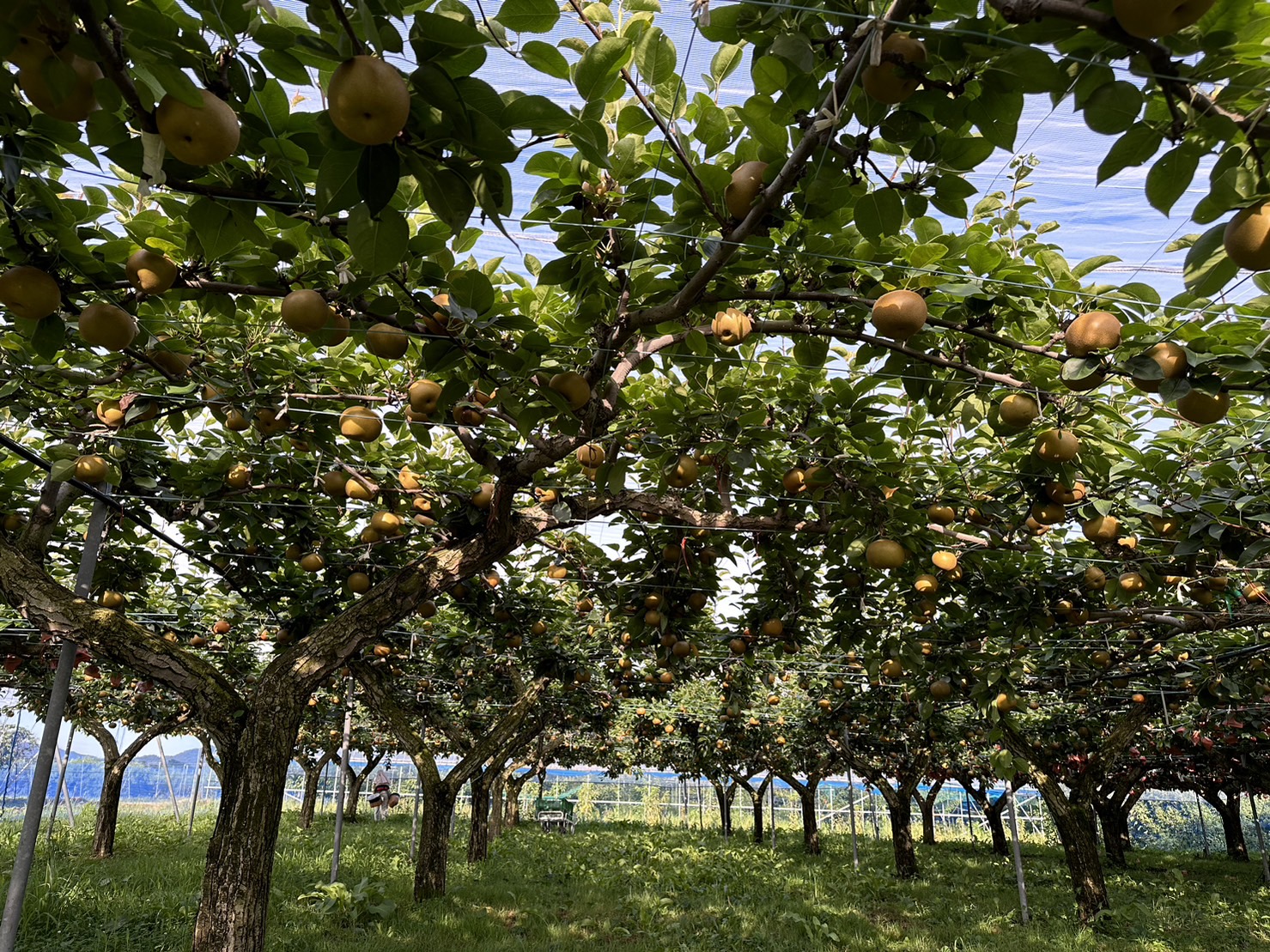 梨園の画像